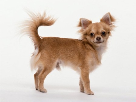 CHIHUAHUA