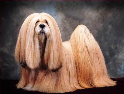 LHASA APSO