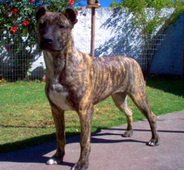CIMARRON URUGUAYO