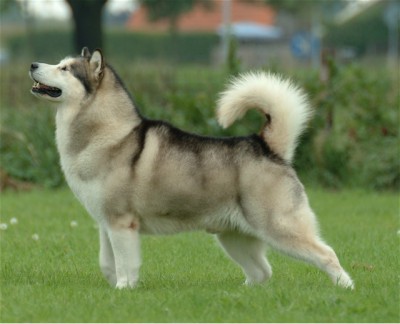 MALAMUTE DO ALASKA