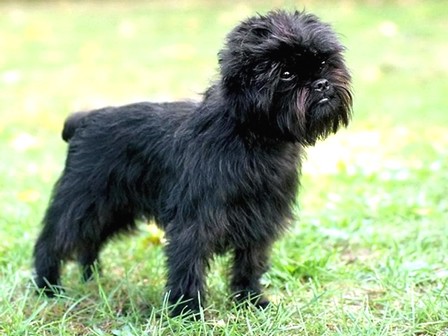 AFFENPINSCHER