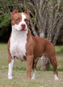 AMERICAN PIT BULL TERRIER