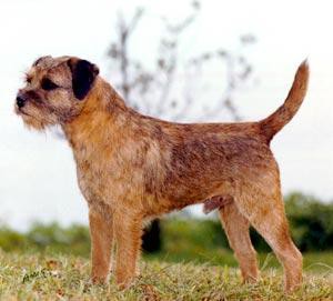 BORDER TERRIER