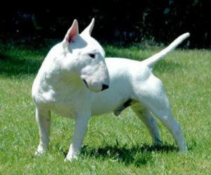 BULL TERRIER