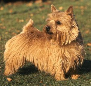 NORWICH TERRIER