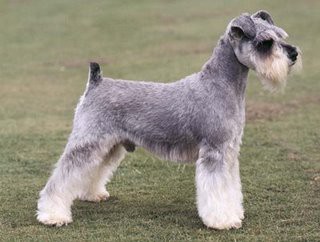 SCHNAUZER MINIATURA