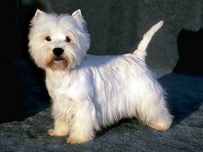 WEST HIGHLAND WHITE TERRIER