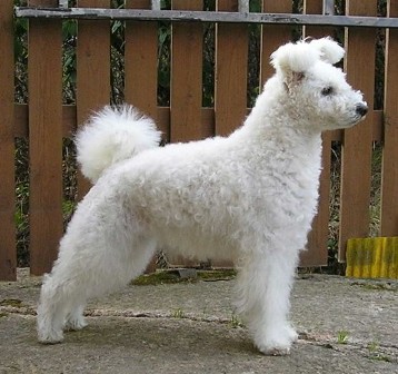 PUMI