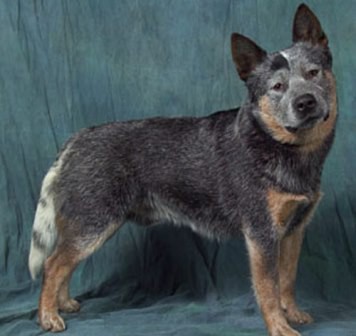 AUSTRALIAN CATTLE DOG