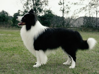 BORDER COLLIE