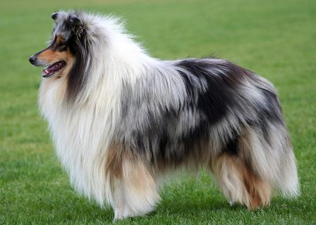 COLLIE PELO LONGO