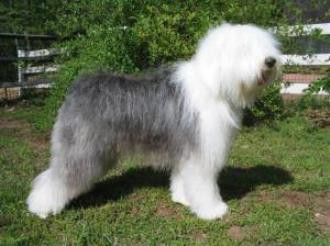 OLD ENGLISH SHEEPDOG