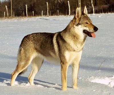 CÃO LOBO TCHECOSLOVACO