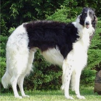 BORZOI