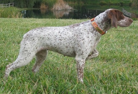 BRACO DE BOURBONNAIS