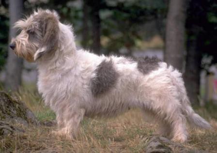 PETIT BASSET GRIFFON VENDÉEN