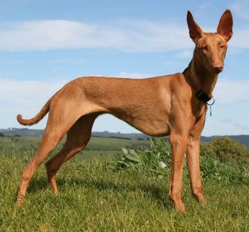 PHARAOH HOUND