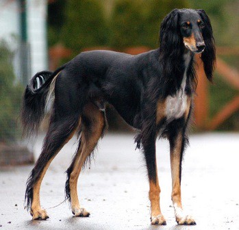 SALUKI
