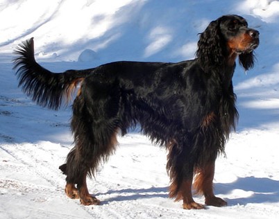 SETTER GORDON