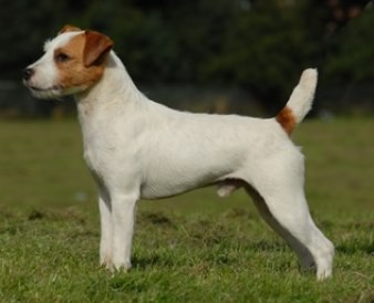 PARSON RUSSELL TERRIER